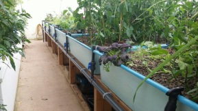Some of the grow beds...